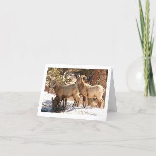 Bighorn Sheep notecard
