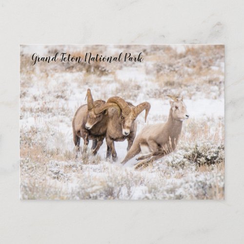 Bighorn Sheep of Grand Teton National Park Postcar Postcard