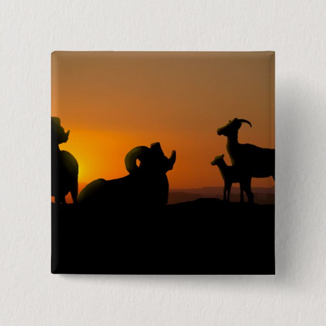 Bighorn Sheep Pinback Button (Front)