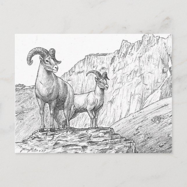 Bighorn Sheep Postcard (Front)