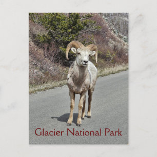 Bighorn Sheep Postcard
