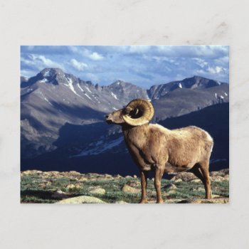 Bighorn Sheep Postcard by thecoveredbridge at Zazzle