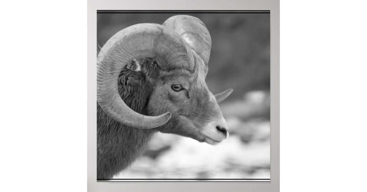 Bighorn Sheep Poster | Zazzle