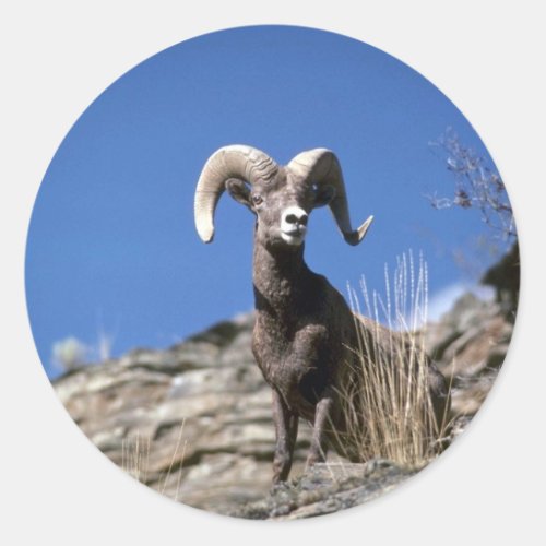 Bighorn sheep Ram alert on face of mountain cliff Classic Round Sticker