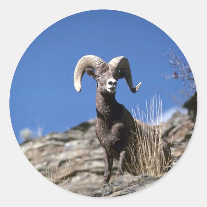 Bighorn sheep (Ram alert on face of mountain cliff Round Sticker