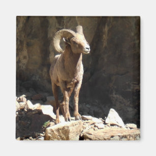 Bighorn Sheep Ram near rocks in Colorado. Magnet