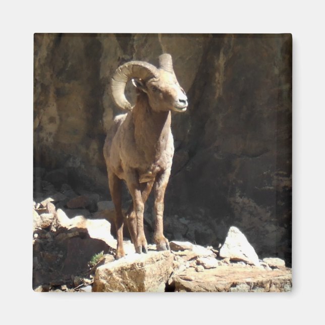 Bighorn Sheep Ram near rocks in Colorado. Magnet (Front)