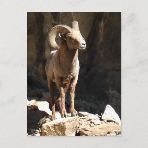 Bighorn Sheep Ram near rocks in Colorado Postcard
