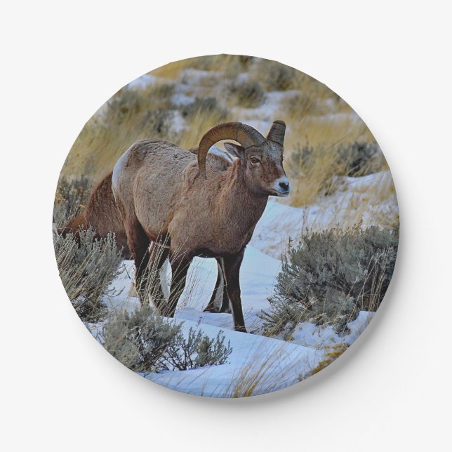 Bighorn Sheep Snow Photo Paper Plates (Front)