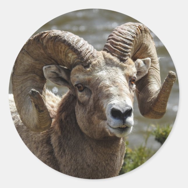 Bighorn Sheep Sticker (Front)