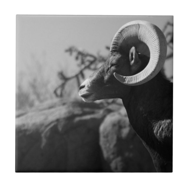 Bighorn Sheep Tile (Front)