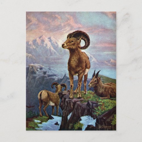 Bighorn Sheep Vintage Illustration Postcard