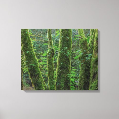 Bigleaf Maple Trees  Ferns  Washington State Canvas Print