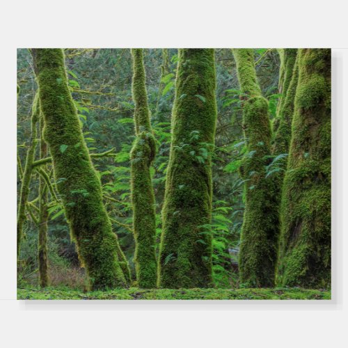 Bigleaf Maple Trees  Ferns  Washington State Foam Board