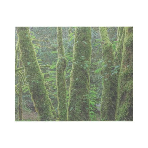 Bigleaf Maple Trees  Ferns  Washington State Gallery Wrap