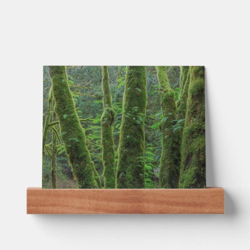 Bigleaf Maple Trees  Ferns  Washington State Picture Ledge