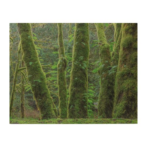 Bigleaf Maple Trees  Ferns  Washington State Wood Wall Art