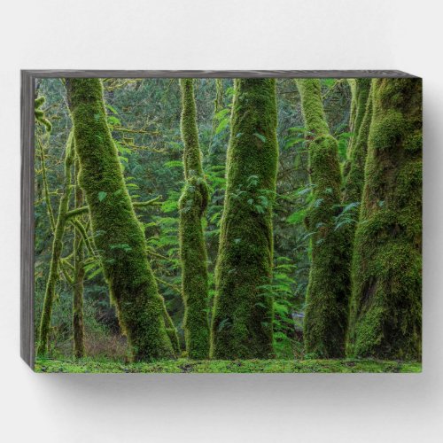 Bigleaf Maple Trees  Ferns  Washington State Wooden Box Sign