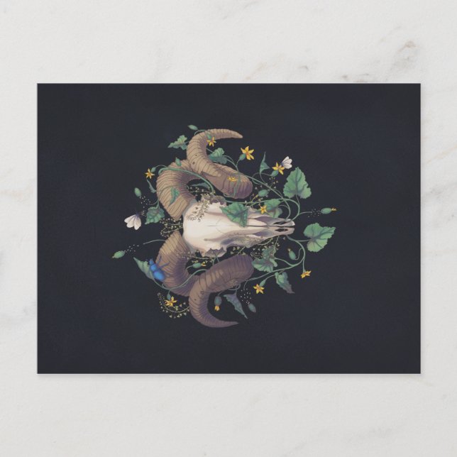 Bildserie Leben Und Tod: Schafschädel Postcard (Front)