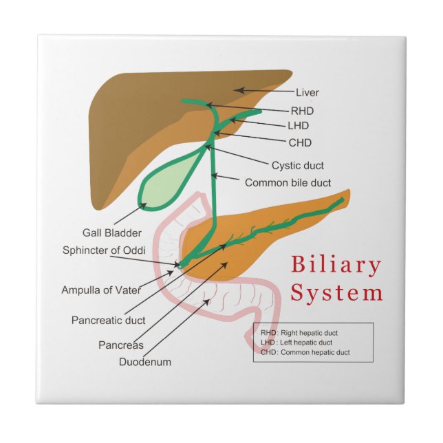 Biliary System Diagram Chart Bile Duct Ceramic Tile (Front)