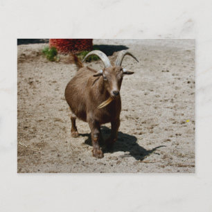 Bill Postcard
