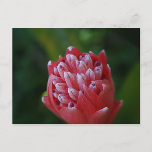 Billbergia Bromeliad Postcard (Front)