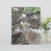 Billy Goat (Standing Front)