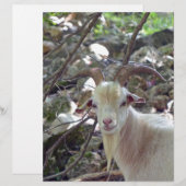 Billy Goat (Front/Back)