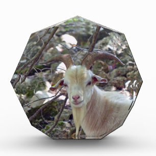 Billy Goat Award