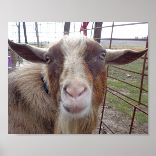 Billy Goat Barnyard Farm Animal Poster