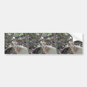 Billy Goat Bumper Sticker