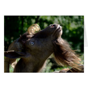 Billy Goat Cards