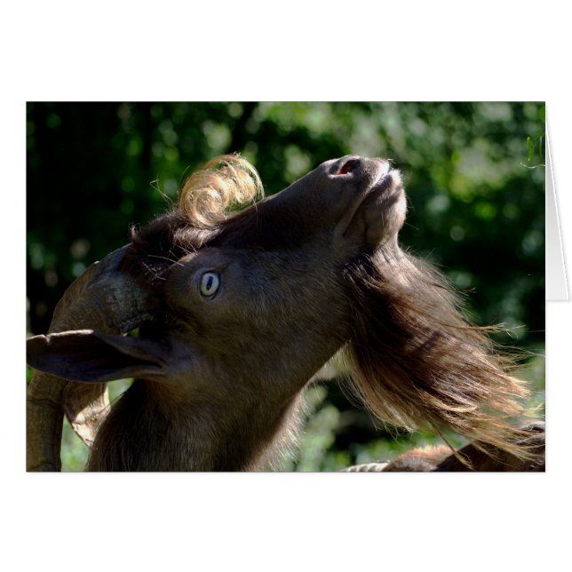 Billy Goat Cards (Front Horizontal)