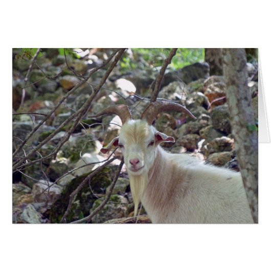 Billy Goat Cards (Front Horizontal)