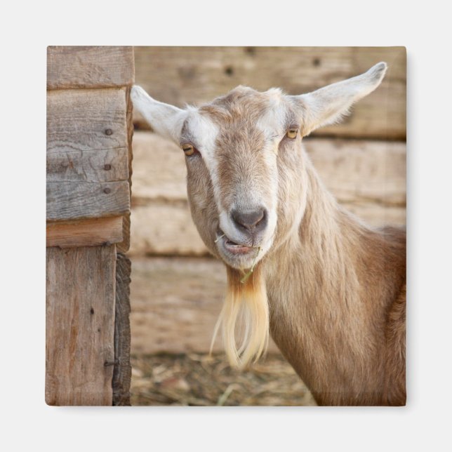 Billy Goat Eating Magnet (Front)