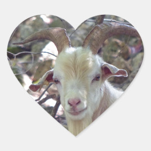 Billy Goat Heart Sticker