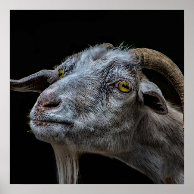 Billy goat on black background poster (Front)