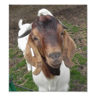 billy goat photo print