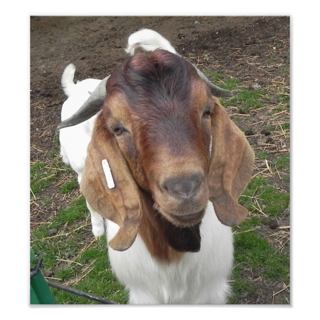 billy goat photo print (Front)