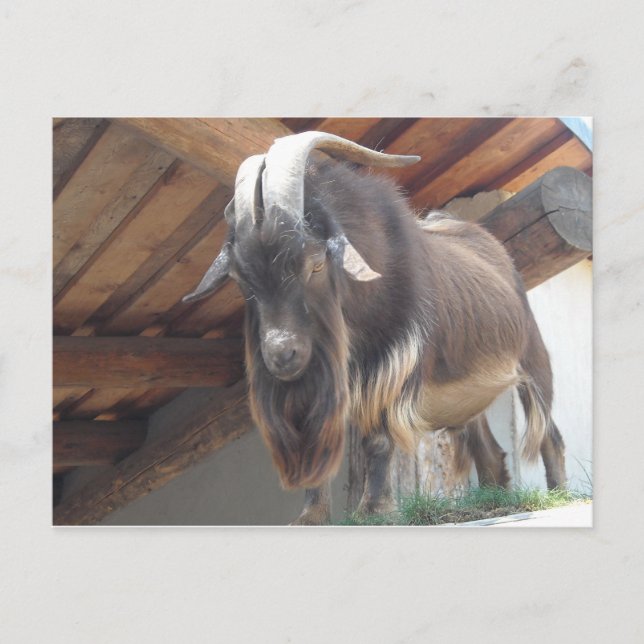 Billy Goat Postcard (Front)