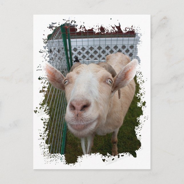 Billy Goat Postcard (Front)