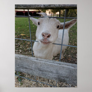 Billy Goat Poster