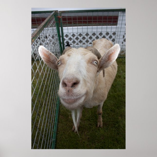 Billy Goat Poster (Front)