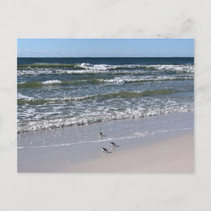 Biloxi Beach Birds Nature Photography Postcard