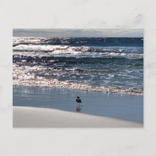Biloxi Seagull Nature Photography Postcard
