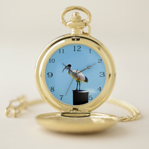 Bin Chicken, (Ibis) Oil Paint, Pocket Watch
