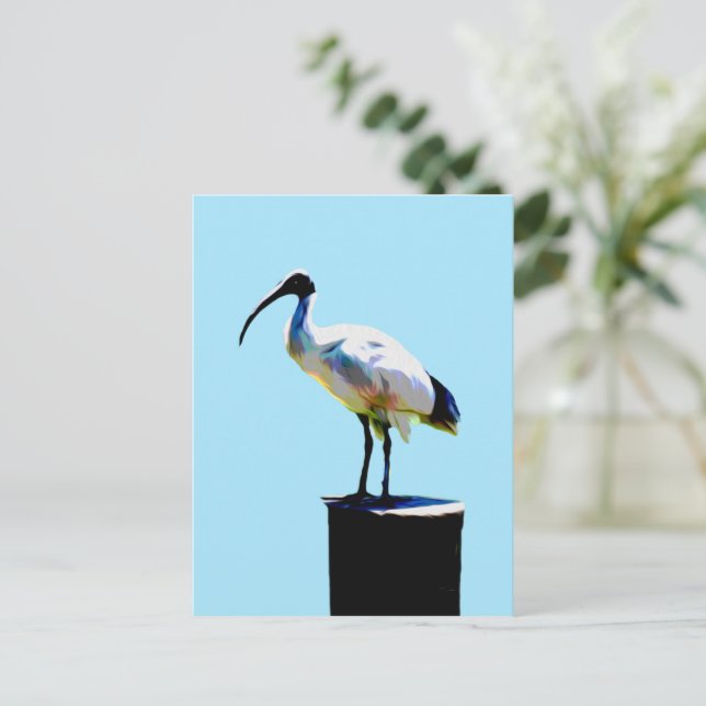 Bin Chicken, (Ibis) Oil Paint, Postcard (Standing Front)