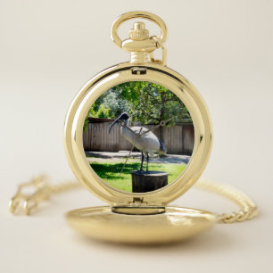 Bin Chicken (ibis) On A Tree Stump, Pocket Watch