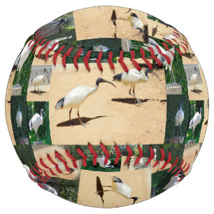 Bin Chicken (Ibis) Photo Collage, Softball