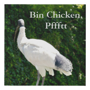 Bin Chicken Pfftt (Ibis) Faux Canvas Print 